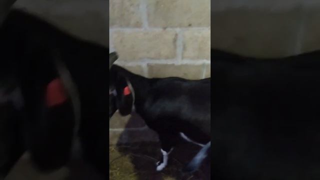 козы процентные нубийки на продажу смотреть онлайн