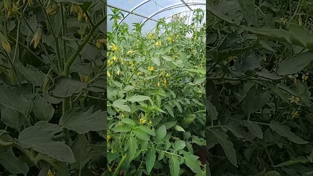 Как часто поливать томаты в теплице во время цветения смотреть онлайн