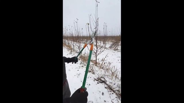 Обзор и типы секаторов для обрезки деревьев, Жизнь в Саду! 4