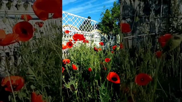 Маки - дивные цветы.