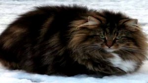 ТОП - 10 САМЫХ БОЛЬШИХ ПОРОД ДОМАШНИХ КОШЕК