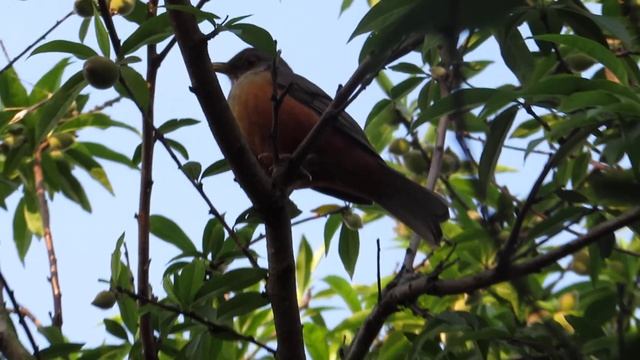 teste de zoom canon PowerShot SX510 HS смотреть онлайн