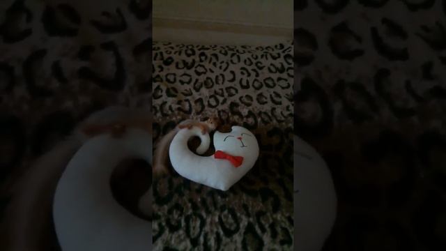 Белка и мягкая игрушка смотреть онлайн