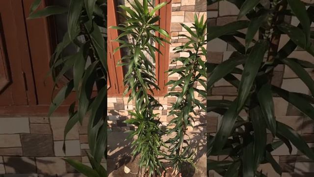 dracaena reflexa #dracaenareflexa смотреть онлайн