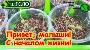 СЕМЕНА ВЗОШЛИ ОТЛИЧНО! Перец, томаты, баклажан, петуния. СРАЗУ ЖЕ СДЕЛАЙТЕ ТАК для ЭЛИТНОЙ РАССАДЫ!