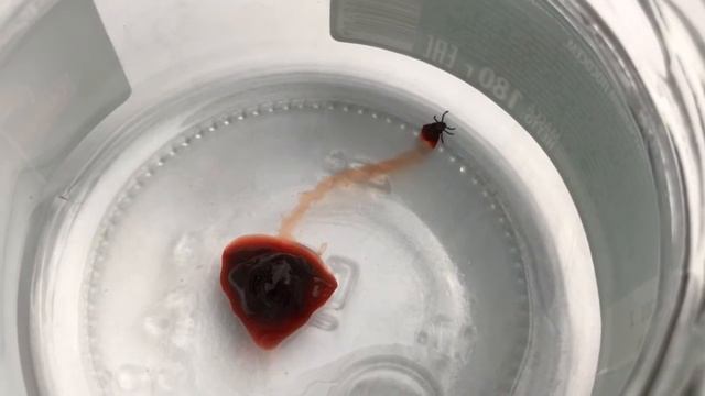 Раздавил круглого жирного клеща и вот что внутри?♂️ смотреть онлайн