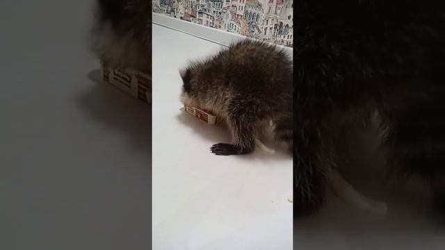 Кормление енота детеныша смотреть онлайн