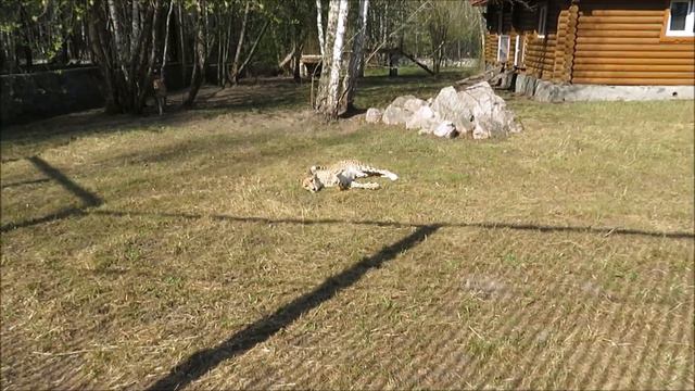 Гепарды. Эстер нежится на солнышке, а Кода (самец) её охраняет 10.05.2023 смотреть онлайн