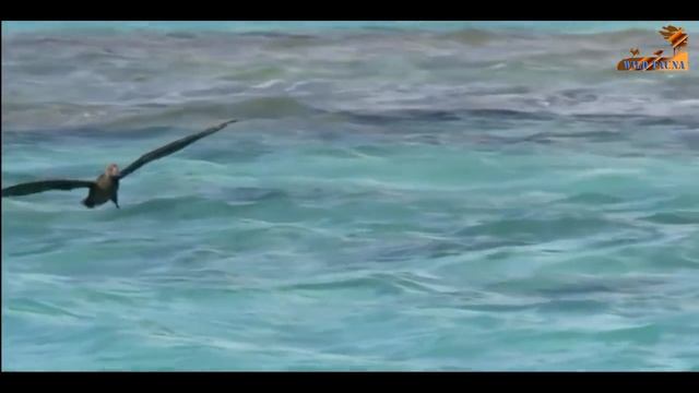 Wild Fauna #Первая тройка самых опасных животных #Голодные игры