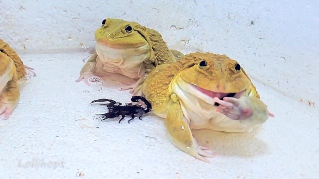 Hungry Bullfrog Eats Many Big Scorpion! Asian Bullfrog Live Feeding