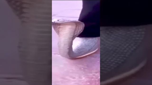 скрич оценивает тяги бархатные #дорс #роблокс #тяги смотреть онлайн