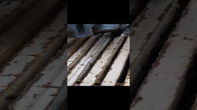 Осмотр пчёл, как обстоят дела (1) смотреть онлайн