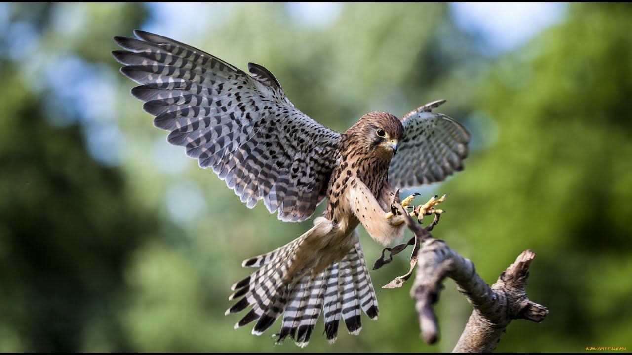 #Shorts Воробей не дурак спрятался от Ястреба в куче хлама смотреть онлайн