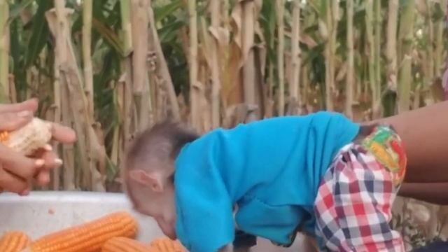 ОБЕЗЬЯНКА МАЛЫШ 39 Гоша хороший помощник ?? смотреть онлайн