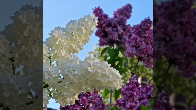 Азамат Исенгазин. сборник  хитов