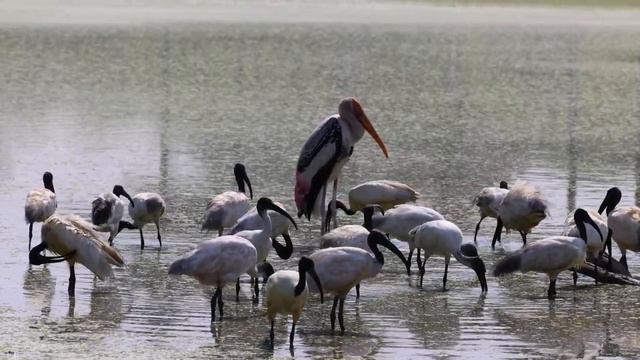 Ibis: Majestic Bird Of Aviation | Ibis Bird Facts!