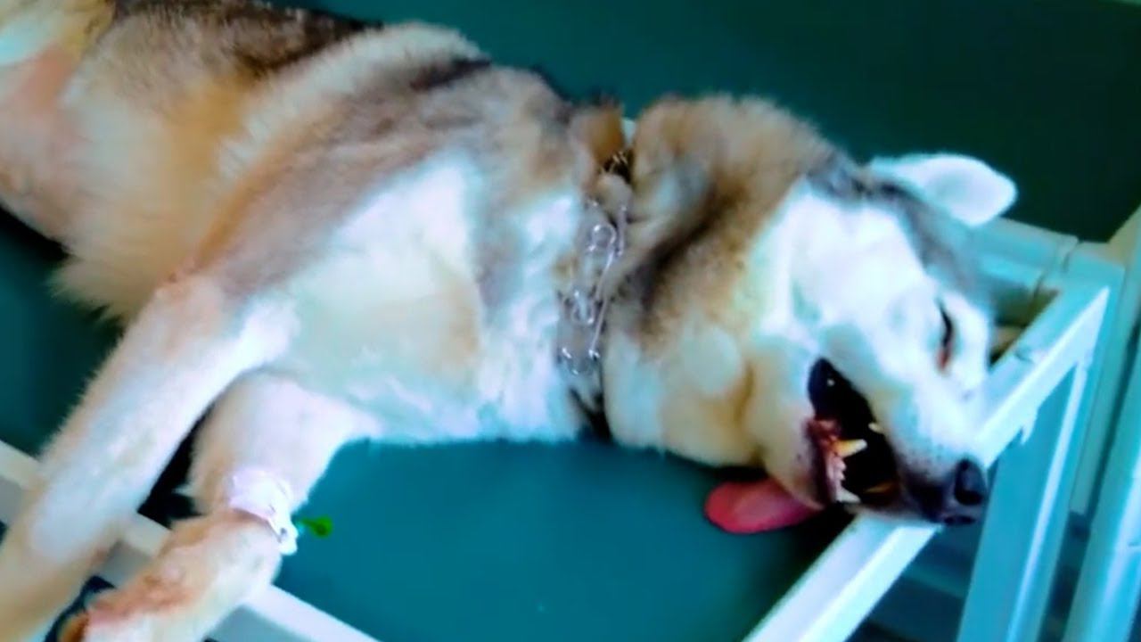 Меня ОТРАВИЛИ!! (Хаски Бандит) Говорящая собака смотреть онлайн