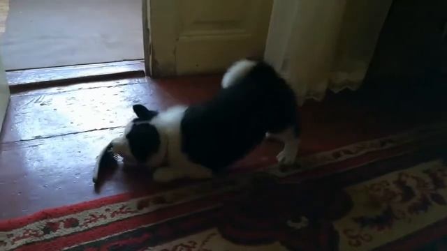 Русско Европейская Лайка щенок 1 месяц смотреть онлайн