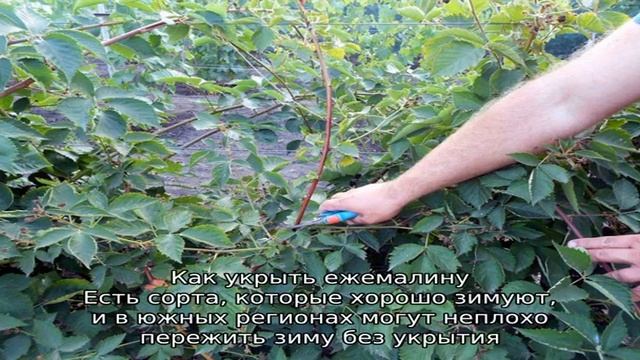 Какой уход за ежемалиной осенью — готовим кусты к зимовке смотреть онлайн