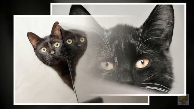 Тамара Миансарова - Черный кот (1965г.) смотреть онлайн