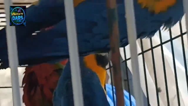 Namangan Gullar Bayrami 2022 . 28 May. Namangan Gullar Festivali 2022.