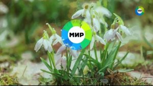 Заставка «Цветы» (весна 2020, Мир HD)