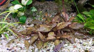 Криптокарина Нури.Цветение.