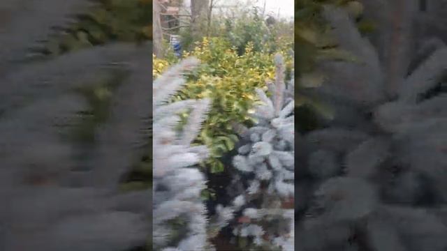 Aşılı Mavi Ladin (Picea Pungens Hoopsii) Mavi ladinin kralı burada смотреть онлайн