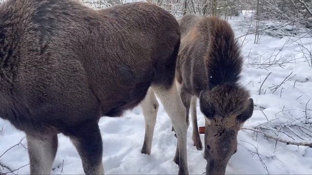 Рацион домашнего лося смотреть онлайн