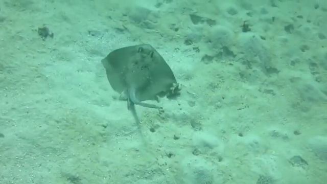 a Great Barrier Reef em ecra gigante смотреть онлайн
