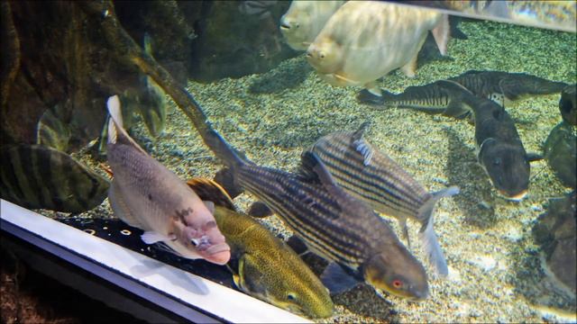 Ada laut dalam Mall | NIKON D90 смотреть онлайн