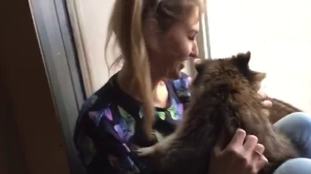 Самый ласковый енот в мире! смотреть онлайн