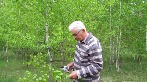 Лист березы