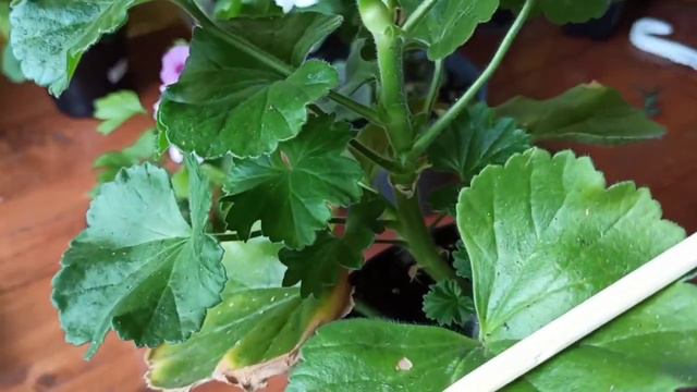 Формируем молодую пеларгонию. смотреть онлайн