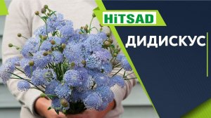 Неприхотливый цветок  Сажаем Дидискус