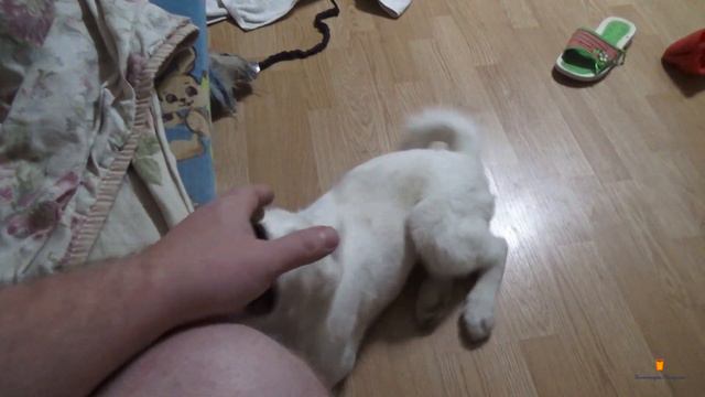 История одного пса. Часть 4. смотреть онлайн