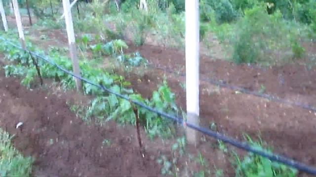 проверка распылителей  система полива сада с Aliexpress