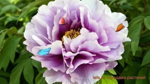 Пион древовидный Голубой лотос ? обзор: как сажать, саженцы пиона Голубой лотос