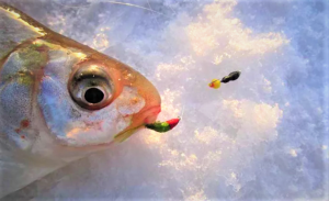 Гирлянда из двух мормышек. Уловистая снасть для зимней рыбалки