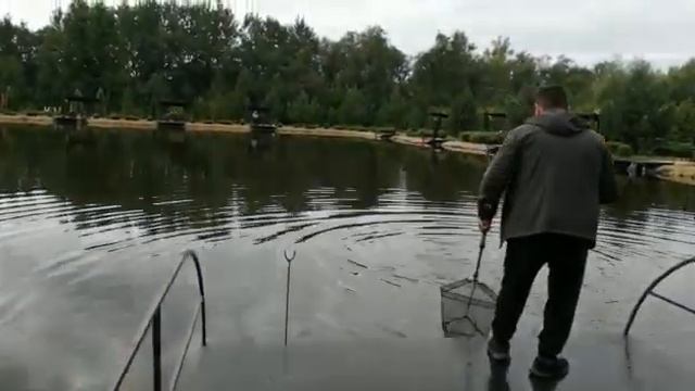 Ловля форели на безлимите в Прудцах. смотреть онлайн