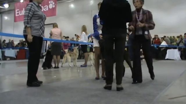 Кане корсо Россия 2011 Кобели щенки!!! 2 смотреть онлайн
