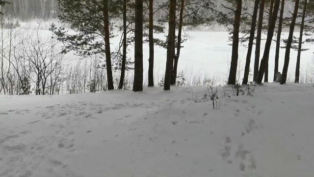 Прогулка с собачкой в соснах у озера Победа в Анжеро-Судженске смотреть онлайн