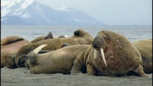 19 февраля - Всемирный день защиты морских млекопитающих или День китов.