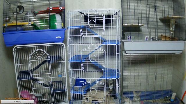 Наблюдаем за жизнью Шиншилл смотреть онлайн