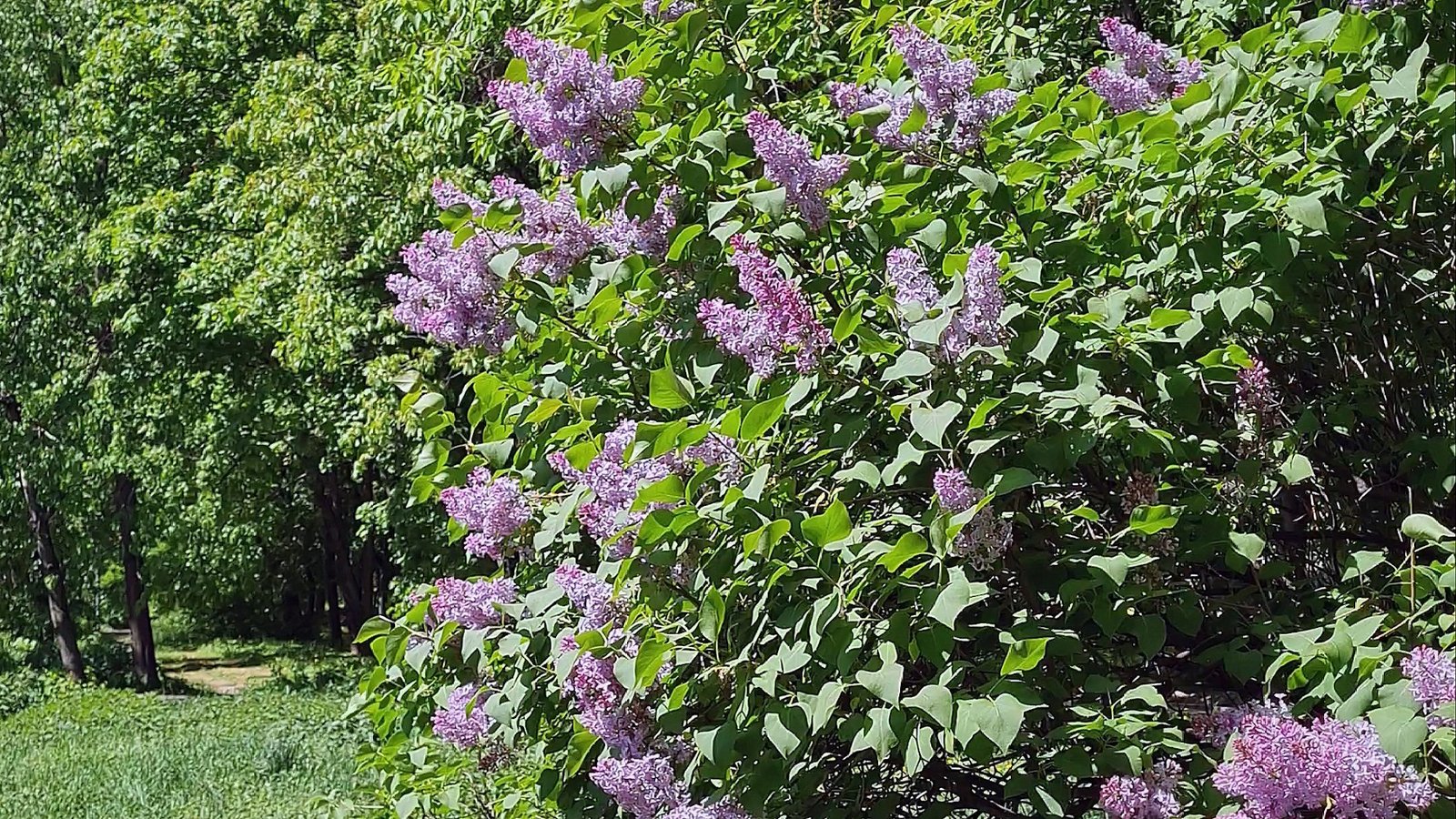 Сирень, момент 16.05.2023 в 11:49