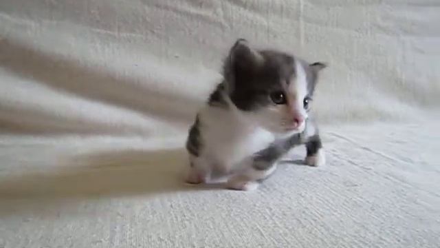 малюсенький котенок кенгуренок -- манчкин смотреть онлайн