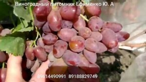 виноград Гусар