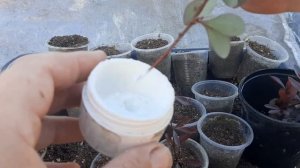 ЧЕРЕНКОВАНИЕ БАРБАРИСА //ОБЗОР МОИХ БАРБАРИСОВ//МАЛЕНЬКИЙ РЕЗУЛЬТАТ УКОРЕНЕНИЯ БАРБАРИСА!