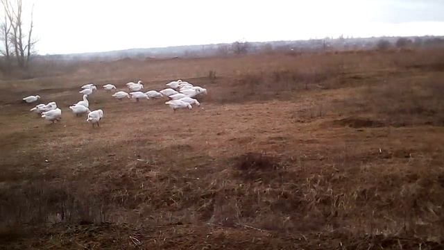 Сколько хранить гусиное яйцо. смотреть онлайн