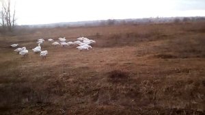 Сколько хранить гусиное яйцо.